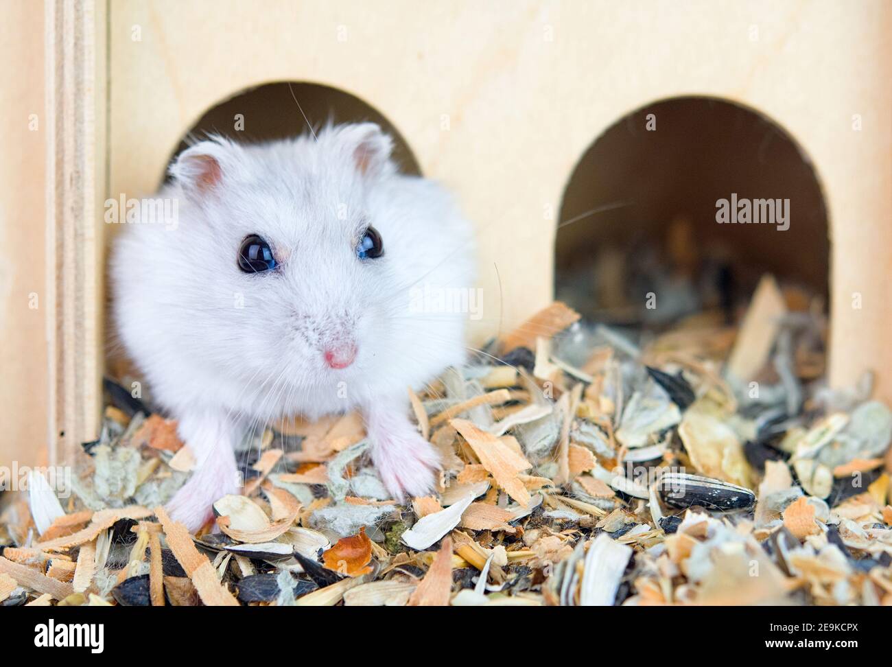 Primo piano di un criceto carino in una casa. Tenere e prendersi cura degli animali Foto Stock