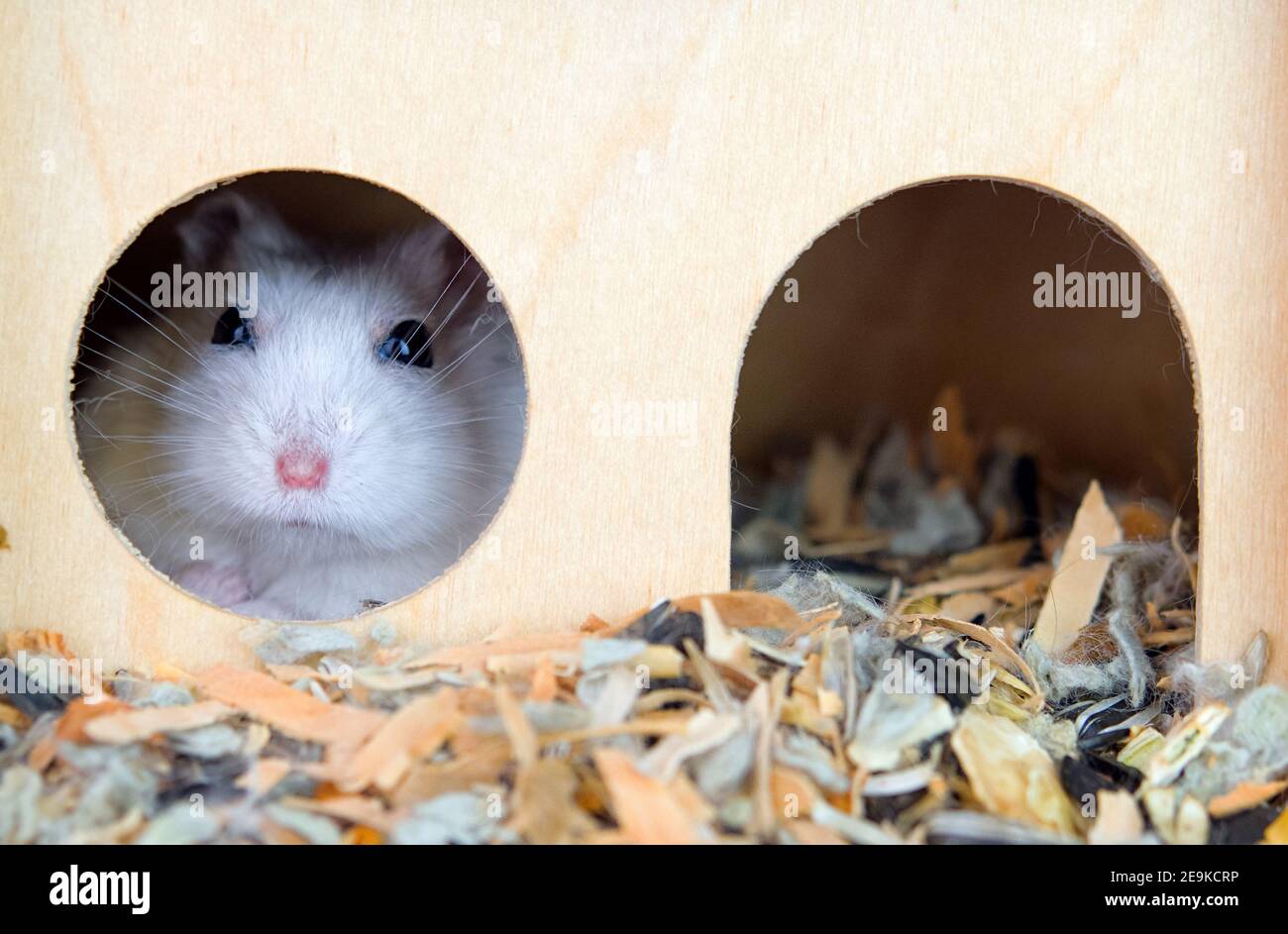 Primo piano di un criceto carino in una casa. Tenere e prendersi cura degli animali Foto Stock