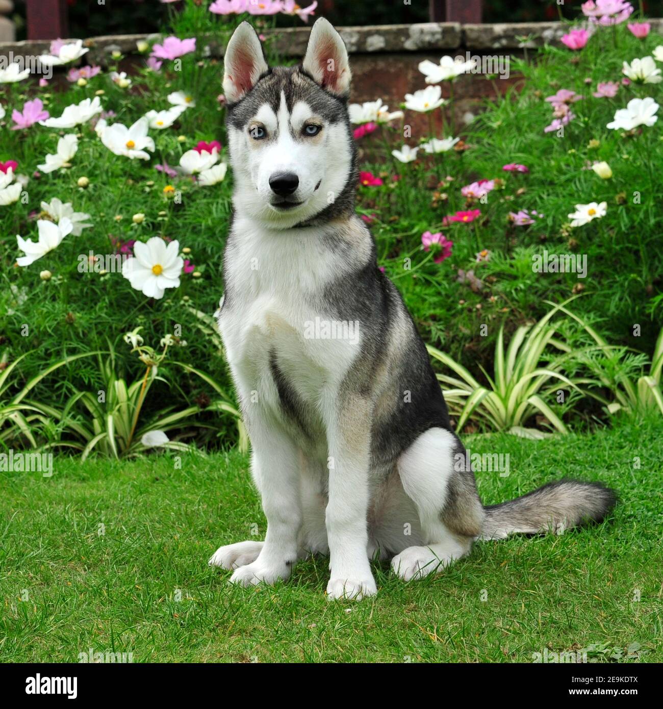 Cane Husky siberiano Foto Stock