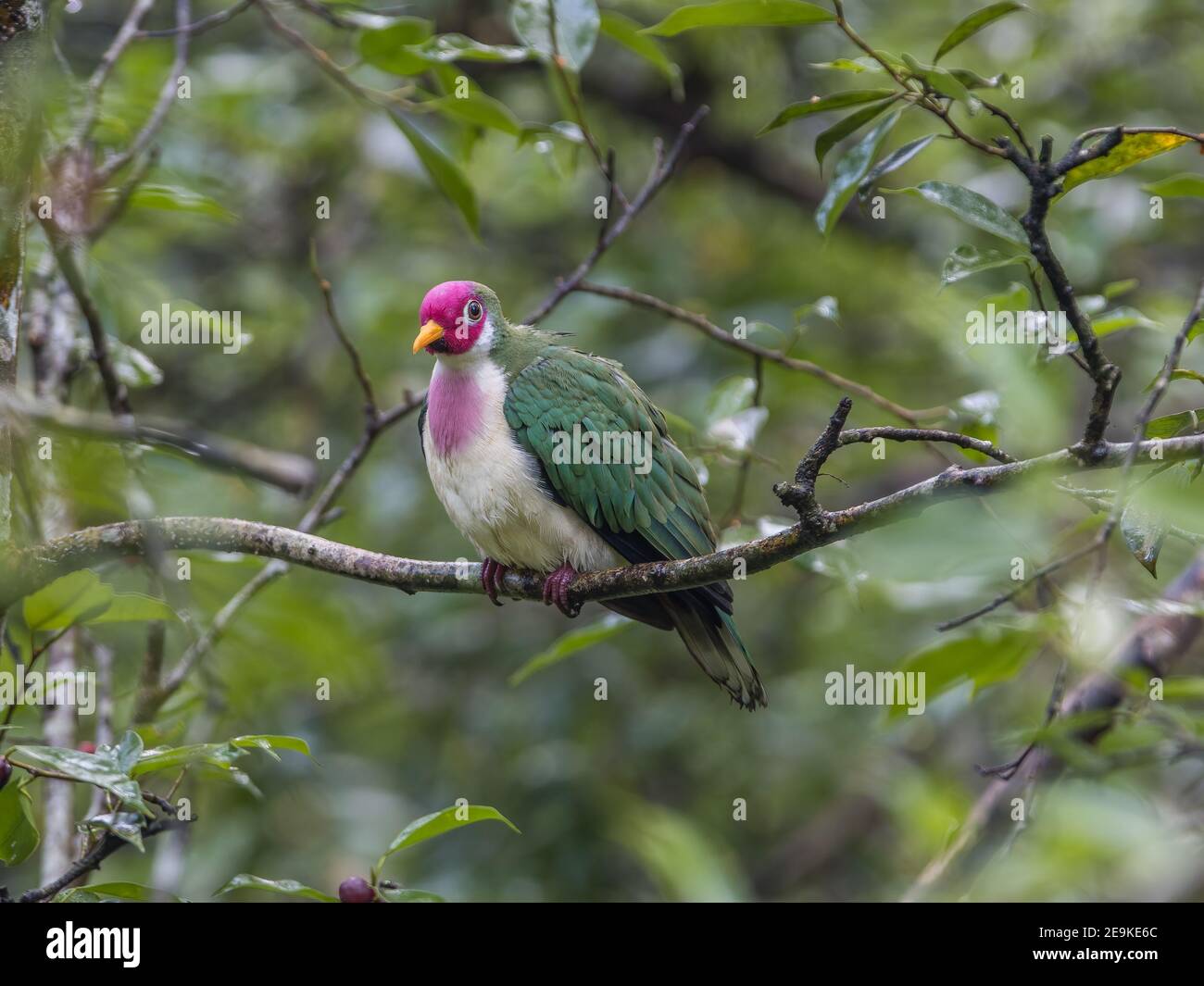 Jambu frutta colomba Ptilinopus jambu poggiare su un ramo Foto Stock