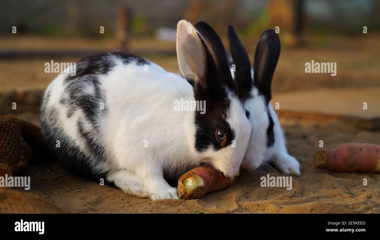 Coniglio che mangia patata dolce con posizione attenta. Concetto domestico animale domestico. Foto Stock