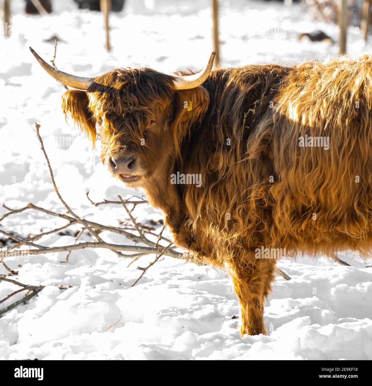 Mucca scozzese dell'altopiano con corna lunghe e pelliccia rossa di zenzero. Foto Stock