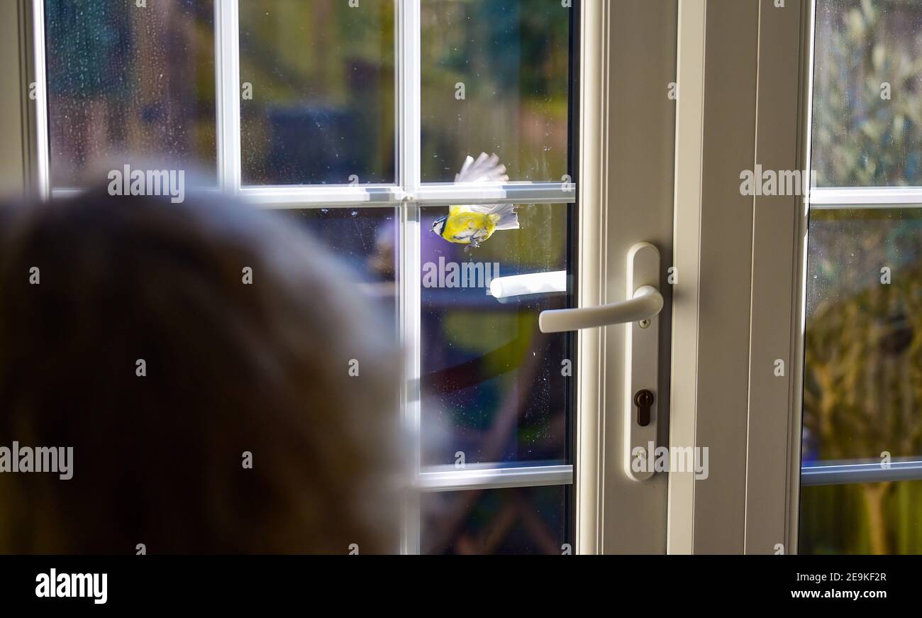 Brighton UK 5 febbraio 2021 - UN Blue Tit tocca alla finestra dei fotografi mentre gode di un po' di sole caldo a Brighton oggi . Tuttavia il tempo è previsto per girare molto più freddo nel Regno Unito nel corso del fine settimana con la neve pesante prevista per alcune aree: Credit Simon Dack / Alamy Live News Foto Stock