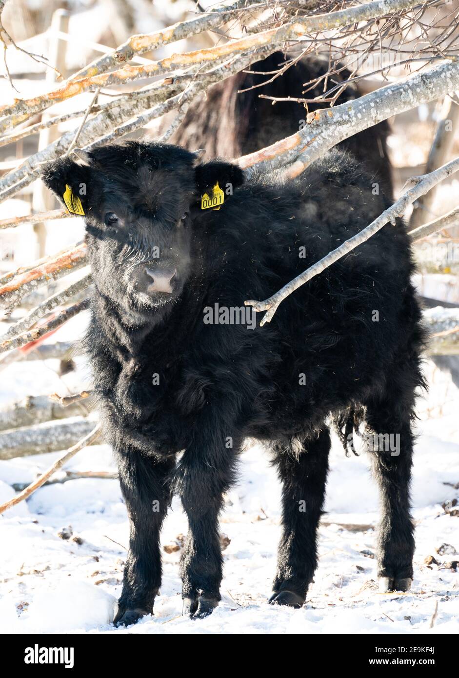Vitello da bestiame Highlander con pelliccia scura su un campo in un giorno di inverno nevoso. Foto Stock