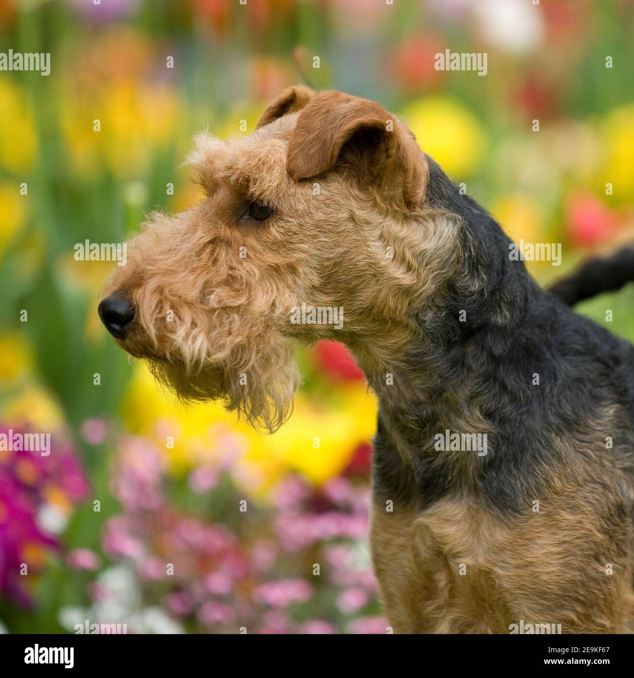 Welsh terrier Foto Stock