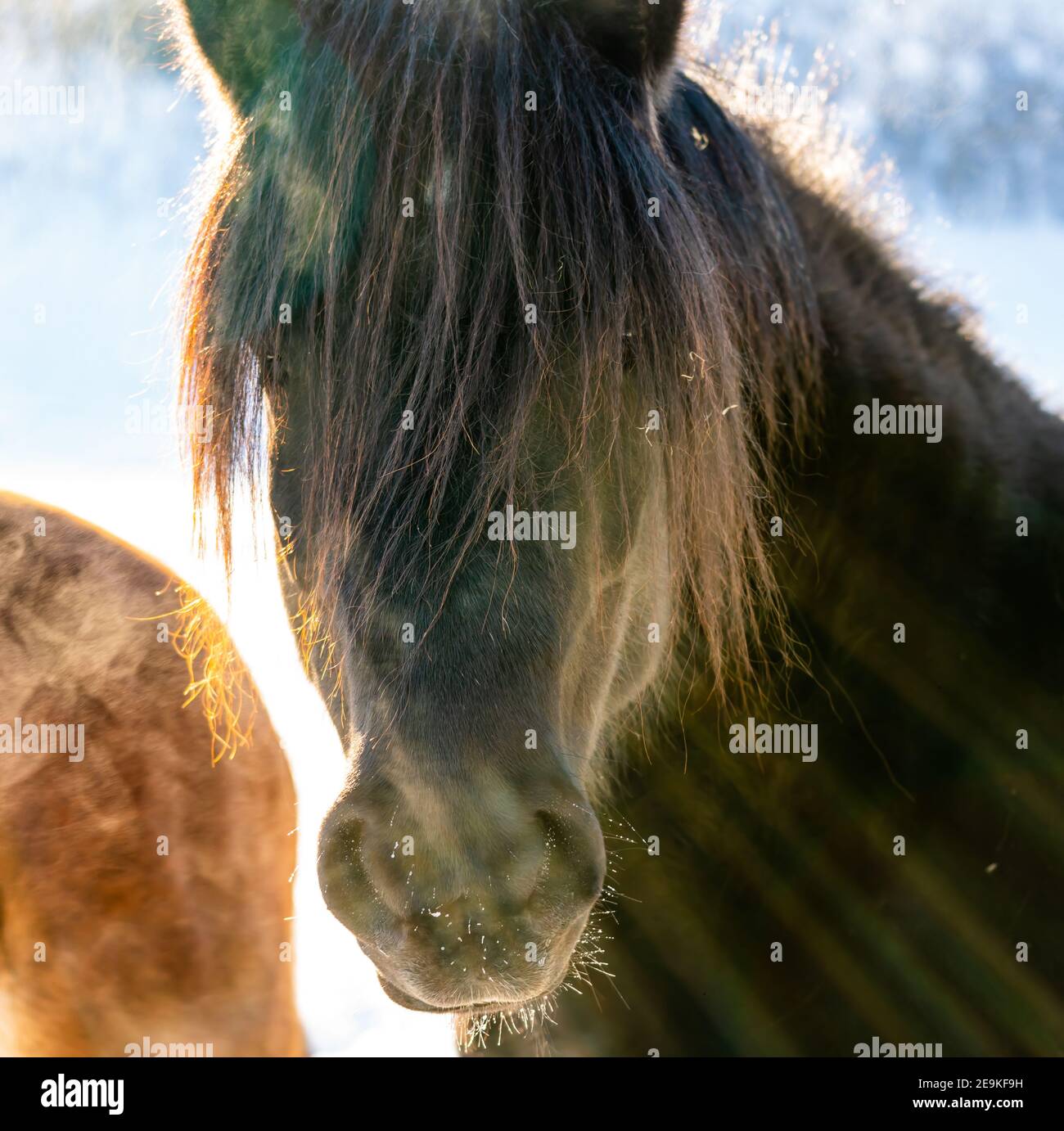 Ritratto di un cavallo islandese selvaggio in un luminoso giorno di inverni soleggiati. Foto Stock
