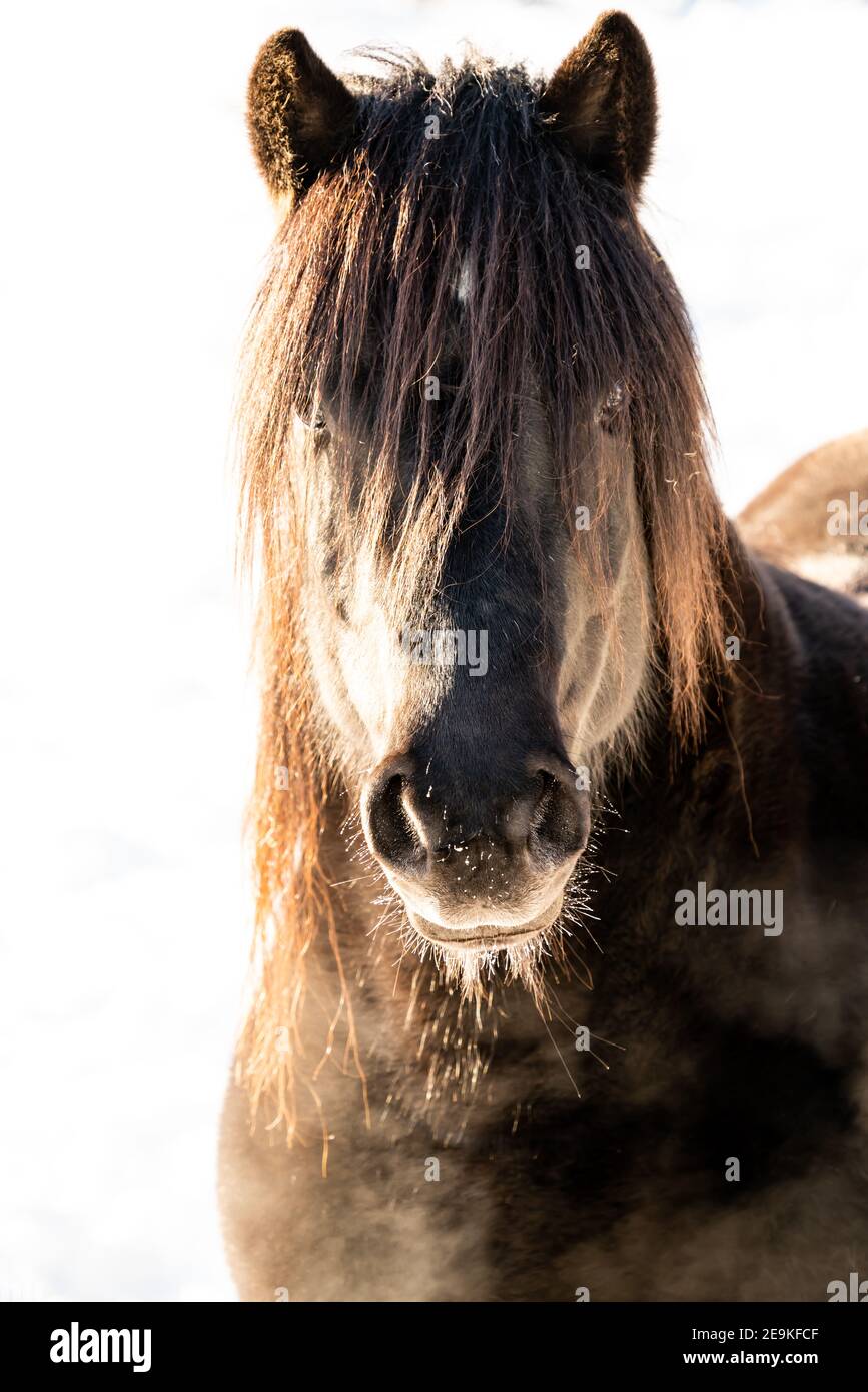 Primo piano di un cavallo isolato su sfondo bianco. Foto Stock