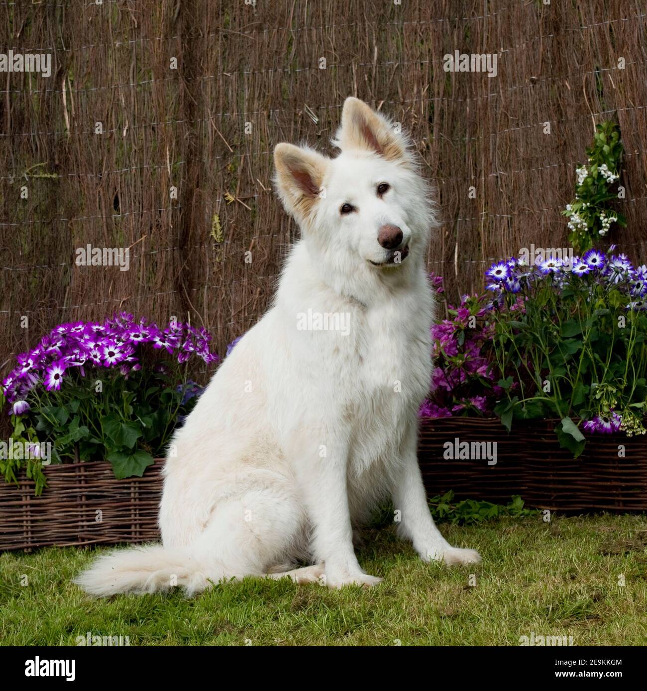 cane da pastore specie rappresentative