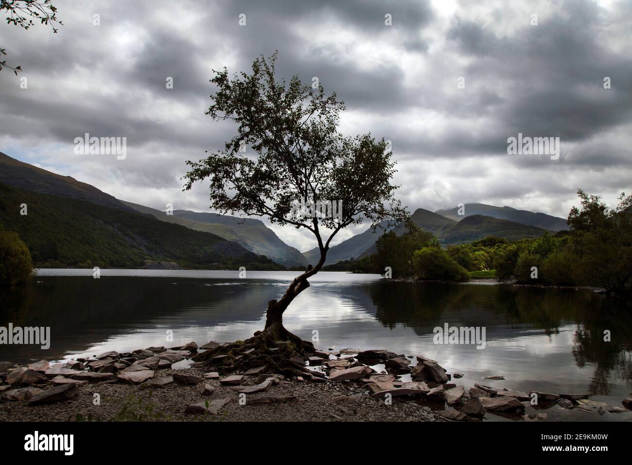 Albero a Llyn Padarn, Gwynedd, Snowdonia, Galles, Regno Unito, con nubi drammatiche Foto Stock