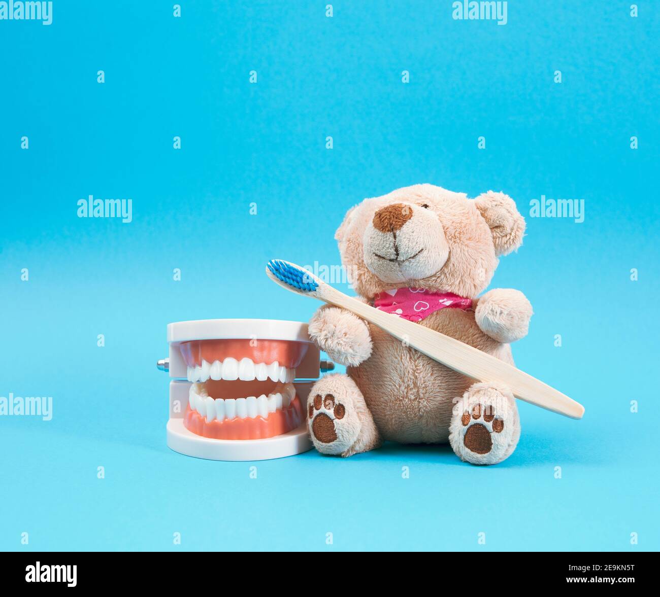 modello in plastica di una mascella umana con denti bianchi e un orsetto marrone con uno spazzolino da denti in legno su sfondo blu, odontoiatria e igiene per bambini Foto Stock