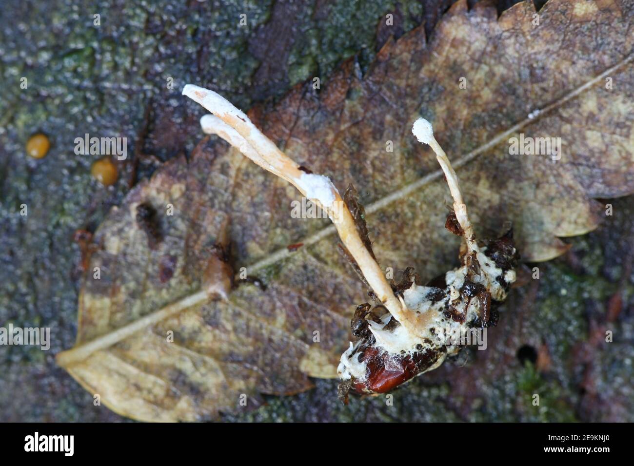 Cordyceps farinosa, chiamata anche Isaria farinosa, un fungo entomopatogeno dalla Finlandia che cresce parassita su un bozzolo di luna Foto Stock