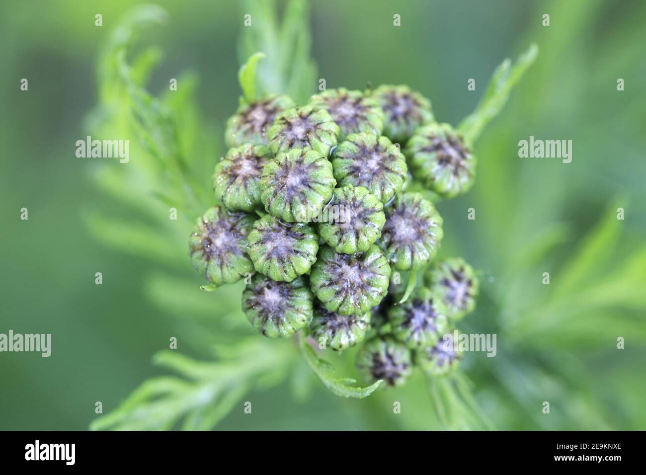 Tanacetum vulgare, chiamato anche Chrysanthemum vulgare, noto come tansy comune, fiore selvatico dalla Finlandia Foto Stock
