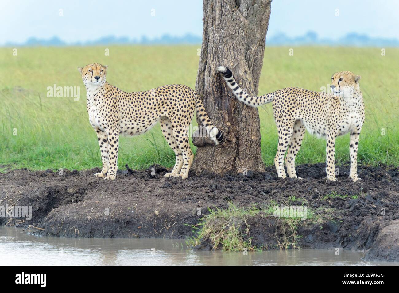 Cheetah (Achinonyx jubatus) fratelli in piedi vicino albero a riva del fiume, Masai Mara National Reserve, Kenya, Africa Foto Stock