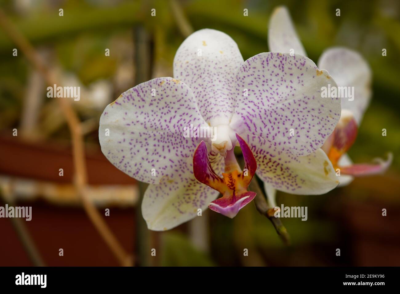 Orchidea bianca su sfondo sfocato, foto ravvicinata di fiore tropicale Foto Stock