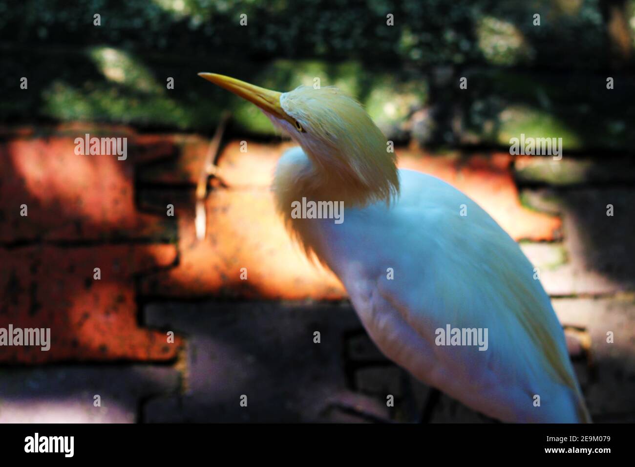 Un singolo piccolo uccello Egret con un lungo collo curvo a S. guardando curiosamente qualcosa Foto Stock