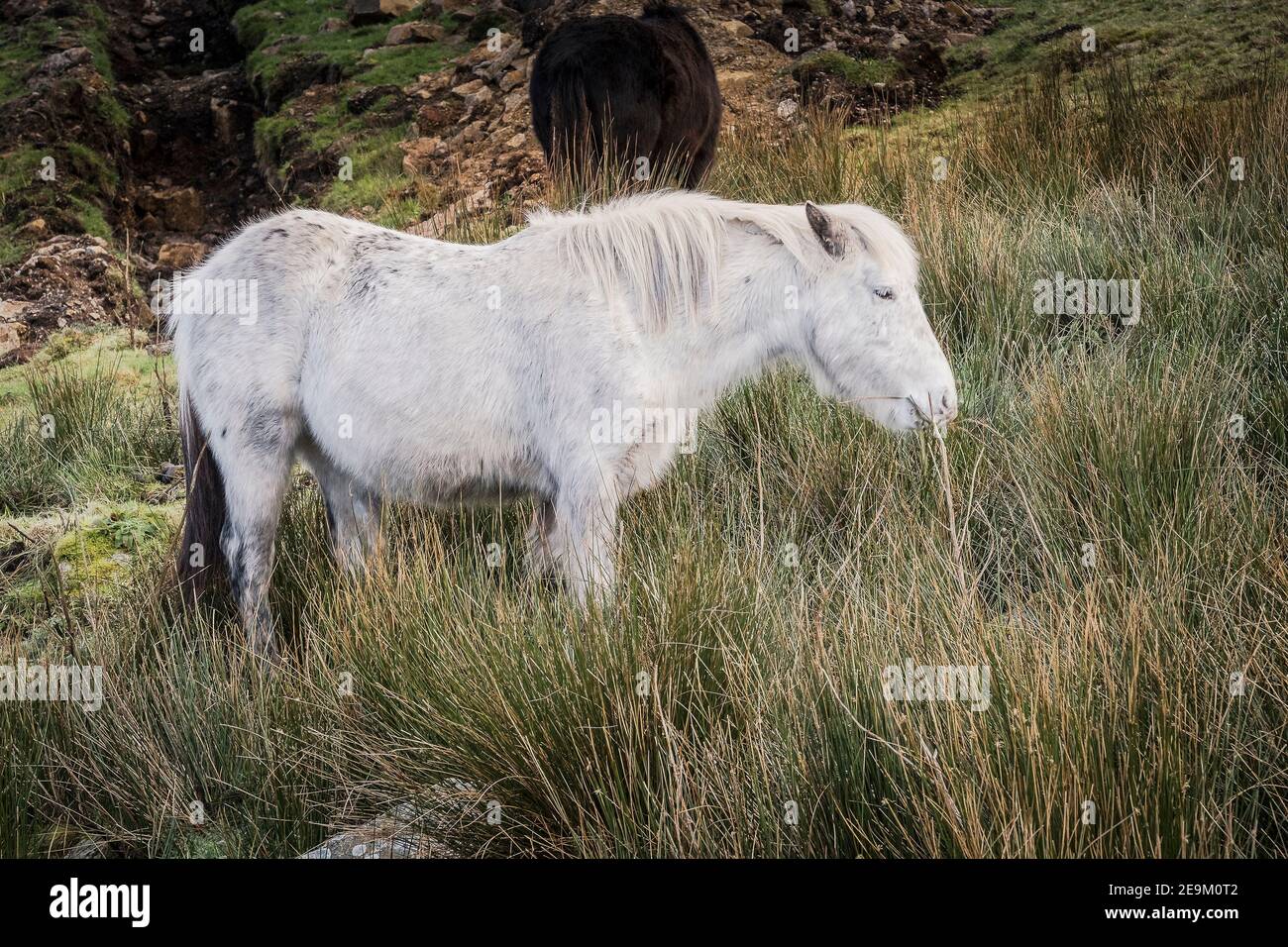 Iconici pony di Bodmin selvaggi che pascolano sulla brughiera di Bodmin in Cornovaglia. Foto Stock
