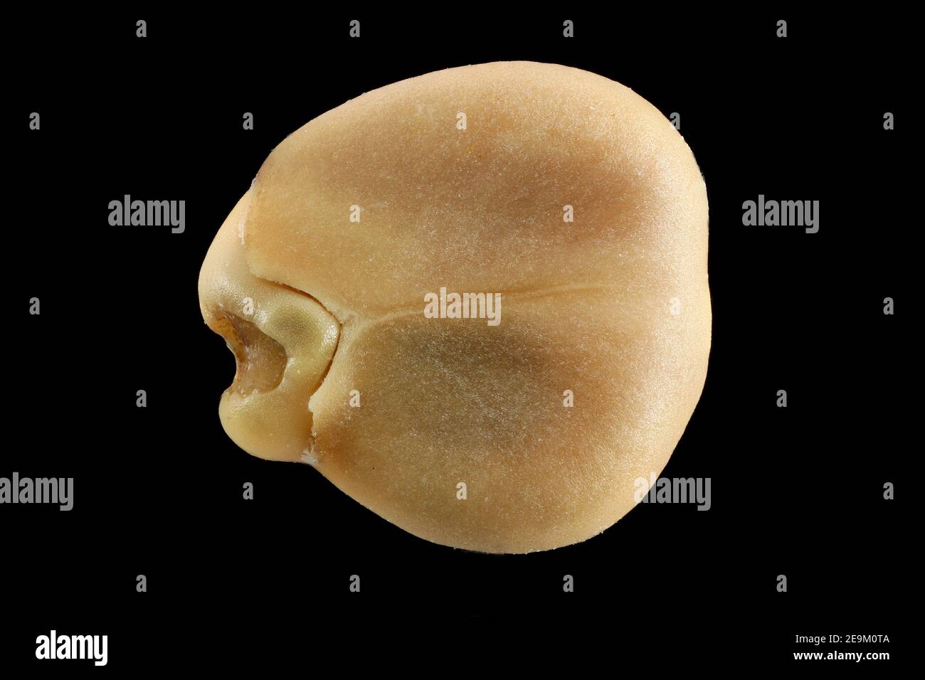 Frangula alnus, Alder Buckthorn, Faulbaum, primo piano, seme, diametro 4-5 mm Foto Stock