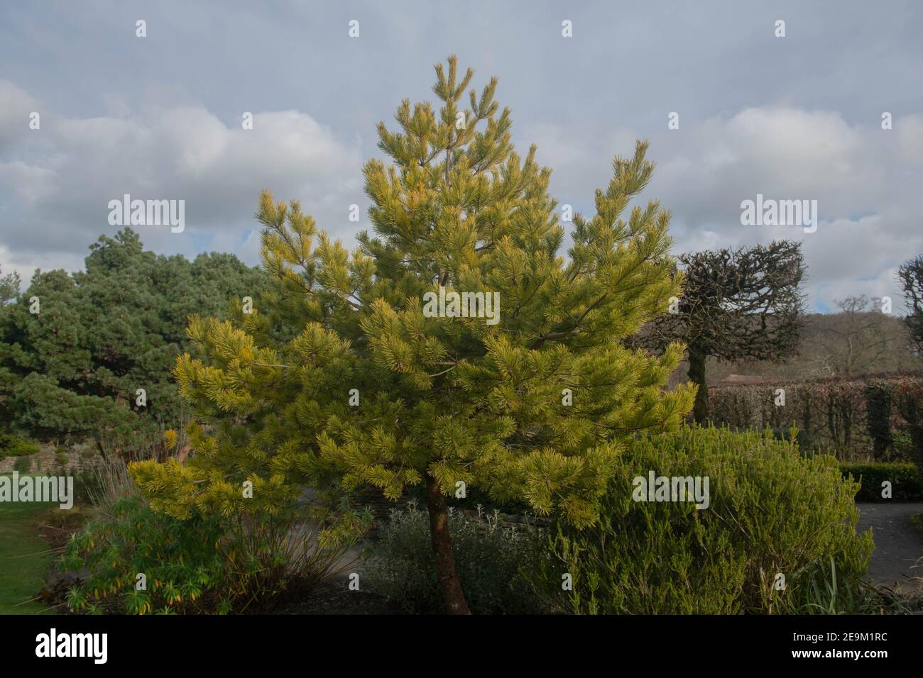 Giallo dorato brillante Inverno Foliage di un arbusto di pino scozzese Evergreen (Pinus sylvestris 'Oro Coin') che cresce in un giardino in Devon Rurale, Inghilterra, Regno Unito Foto Stock