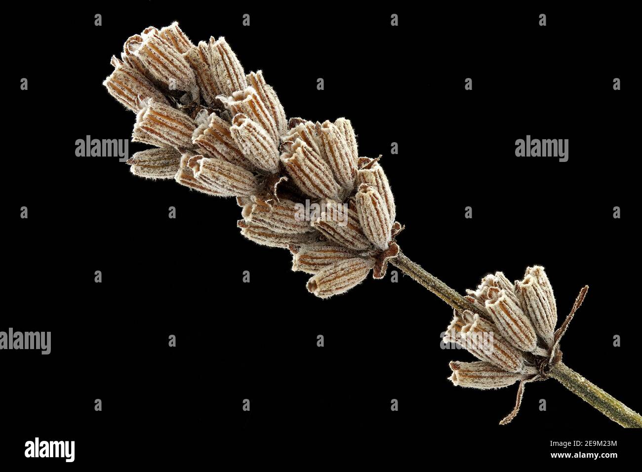 Lavandula angustifolia, vera lavanda, Echter Lavendel, primo piano, calici con semi (noci) all'interno Foto Stock