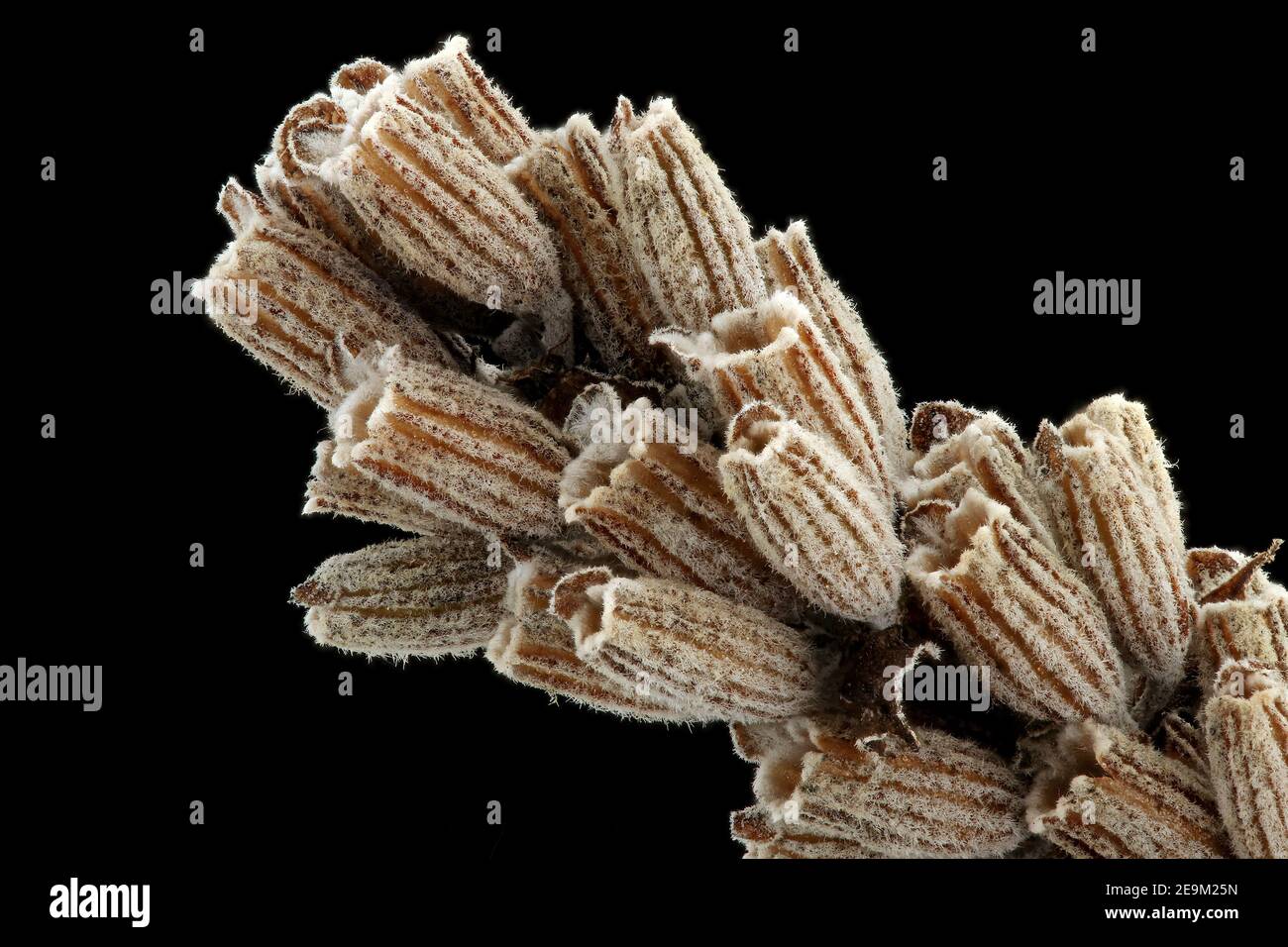 Lavandula angustifolia, vera lavanda, Echter Lavendel, primo piano, calici con semi (noci) all'interno Foto Stock