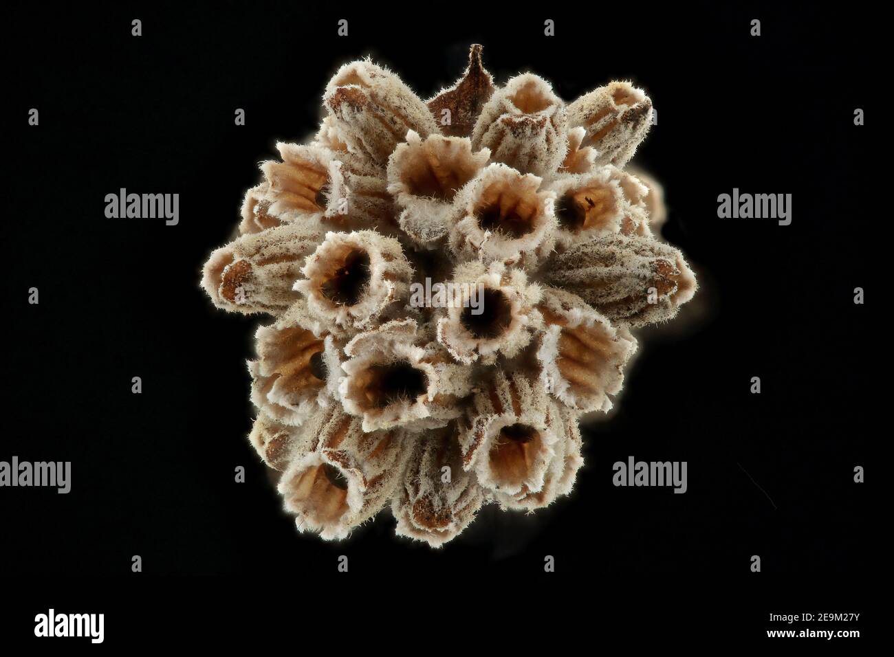 Lavandula angustifolia, vera lavanda, Echter Lavendel, primo piano, calici con semi (noci) all'interno Foto Stock