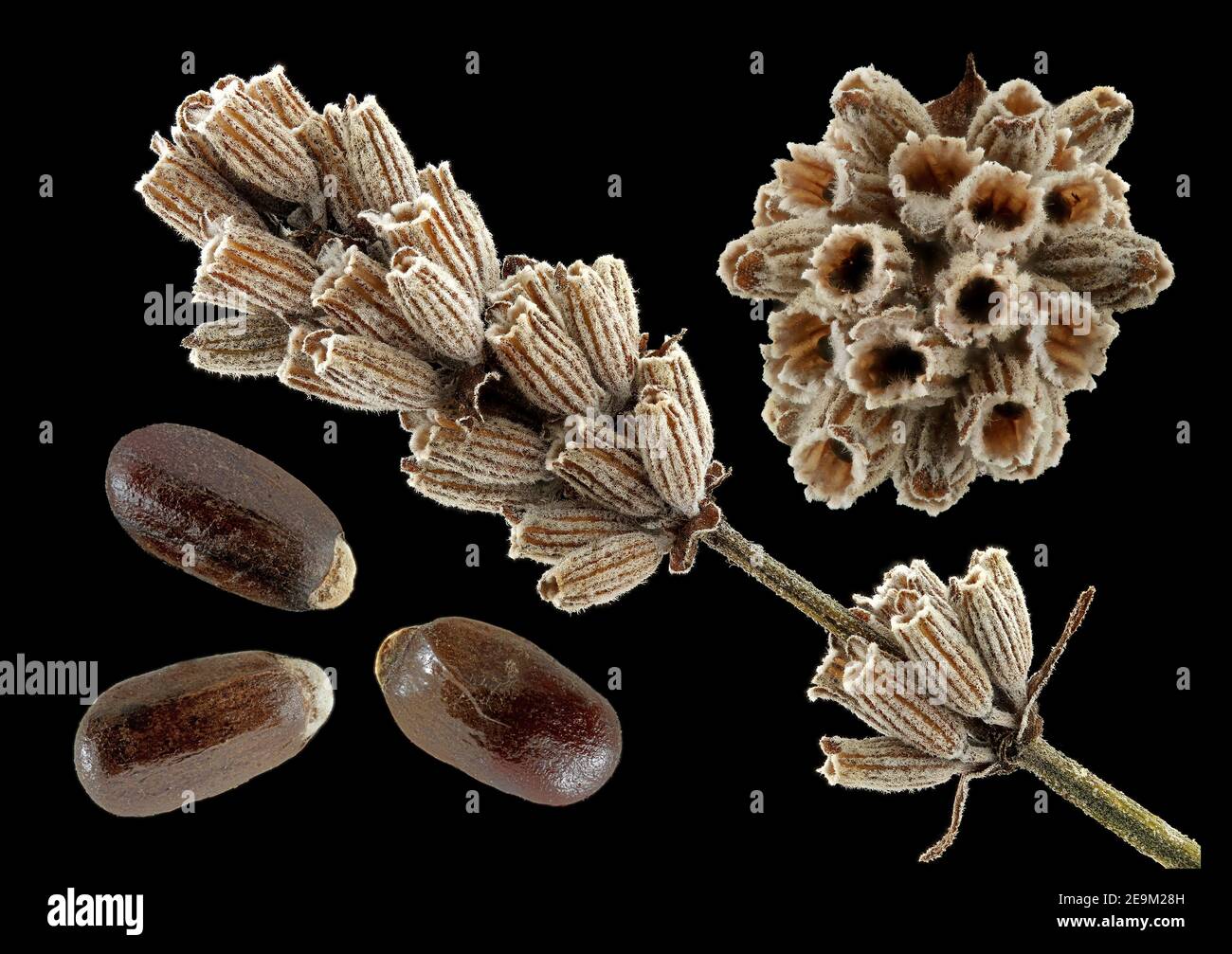 Lavandula angustifolia, vera lavanda, Echter Lavendel, primo piano, calici e semi (noci) Foto Stock