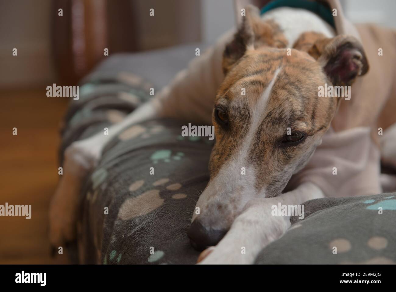 Il levriero dell'animale domestico adottato si deposita su una coperta del cane morbida decorata con stampe blu della zampa. Primo piano ritratto di un cane faccia sdraiata con zampe di fronte Foto Stock