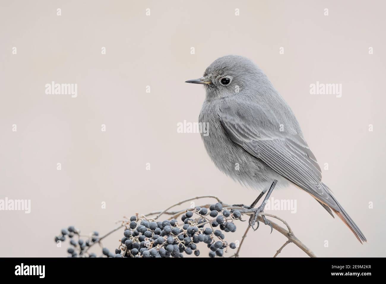 Il grazioso Redstart comune arroccato sulla pianta privet (phoenicurus phoenicurus) Foto Stock