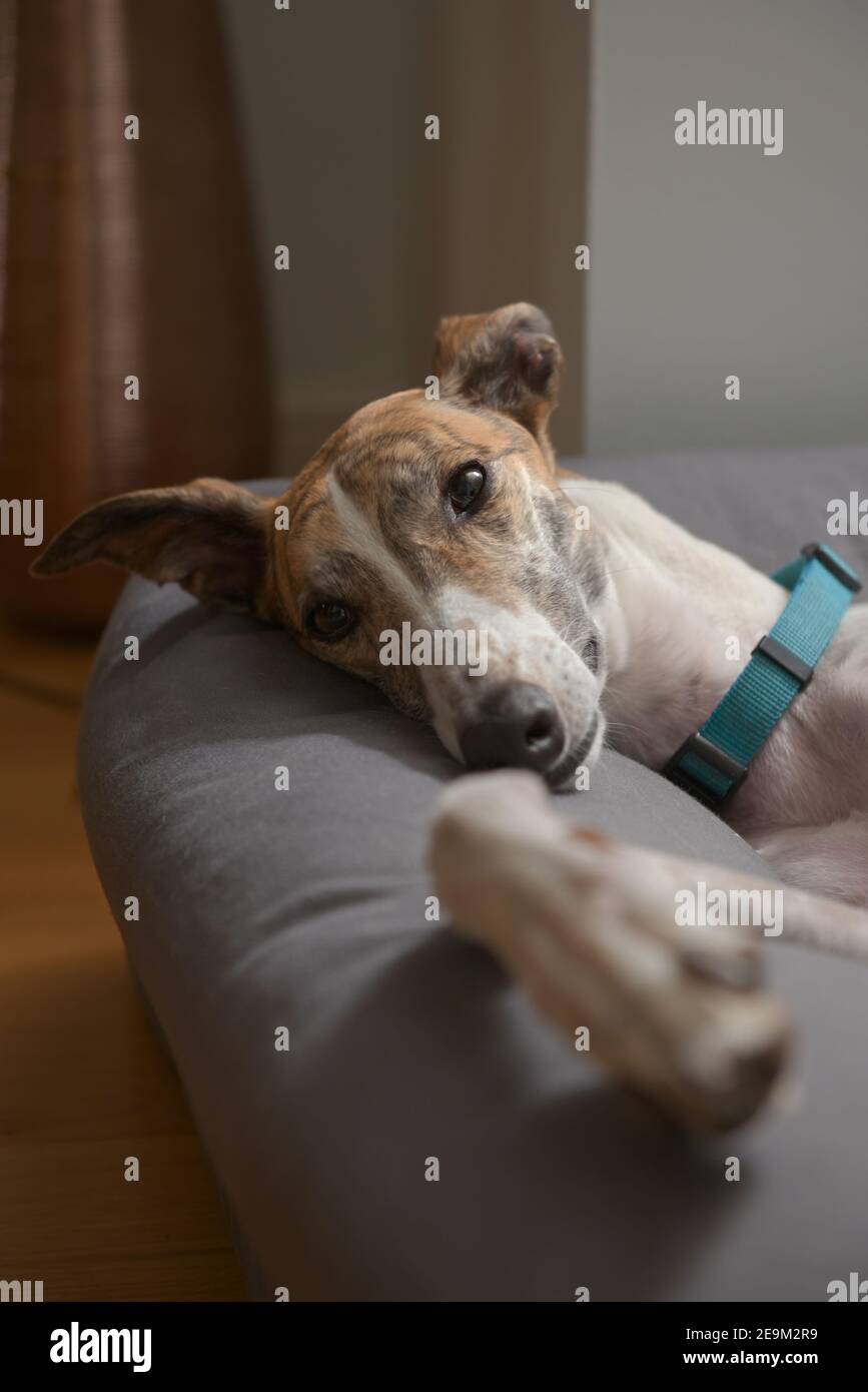 Primo piano verticale ritratto di un carino e adorabile cane levriero a letto. Impressionante motivo di pelliccia di brindle e un moderno sfondo domestico con un vaso Foto Stock