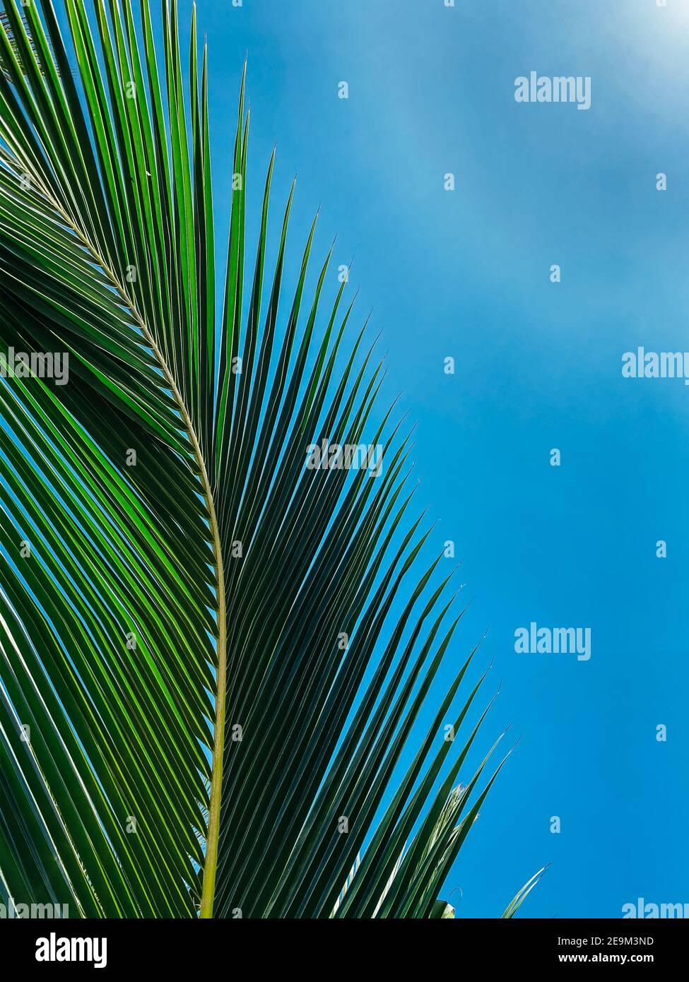 Concetto estivo. Primo piano della foglia di palma. Cielo blu chiaro sullo sfondo per l'inserimento di testo o logo Foto Stock