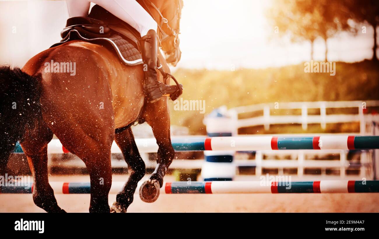 Un forte cavallo da corsa con un cavaliere in sella salta sopra la barriera, facendo calciare la polvere con i suoi zoccoli in una soleggiata giornata estiva. Mostra salto. Equestr Foto Stock