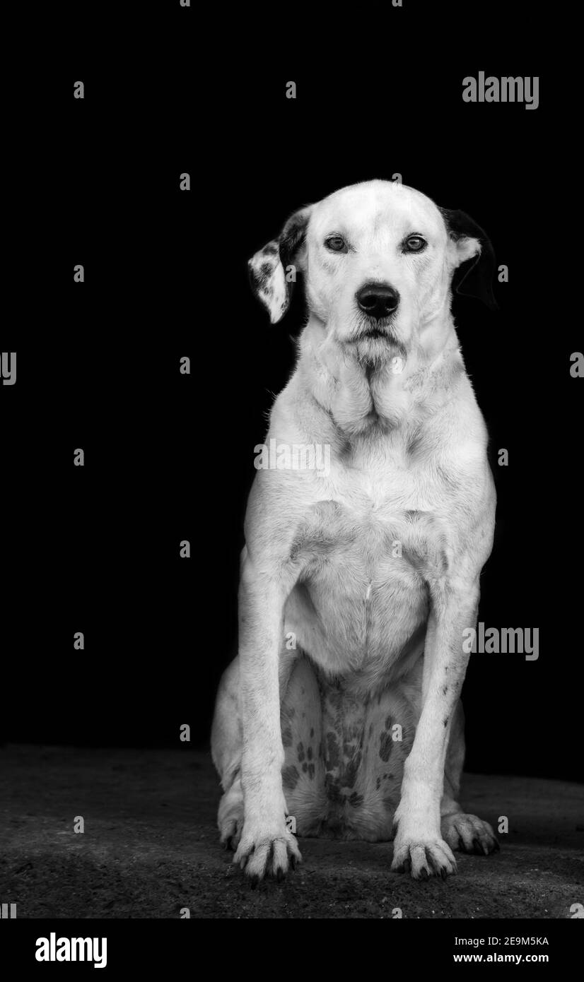 Cane bianco, dalmata, in bianco e nero, ritratto, seduto e guardando. Foto Stock