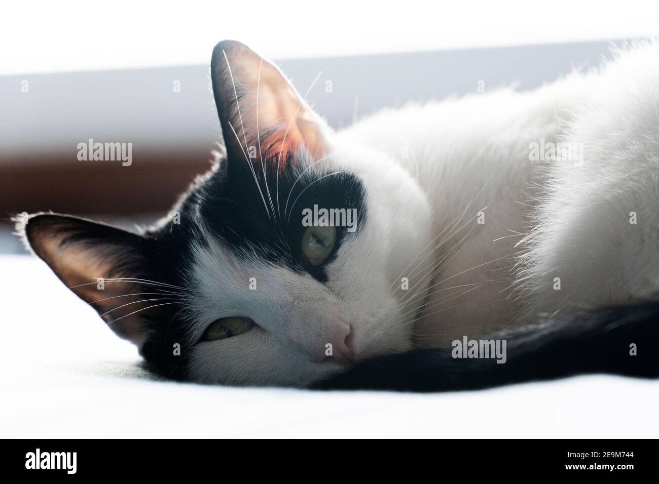 Gatto bianco e nero che riposa sul letto Foto Stock