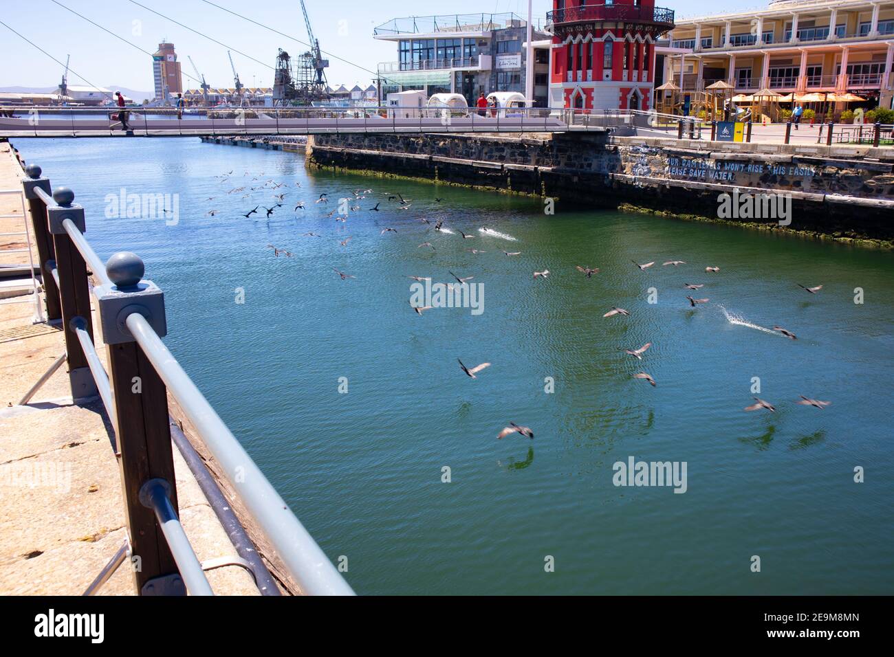 Waterfront - Città del Capo, Sud Africa - 03-02-2021 scatto creativo di gregge di uccelli che si innalzano maestosamente sotto il ponte che attraversa il Waterfront. Foto Stock