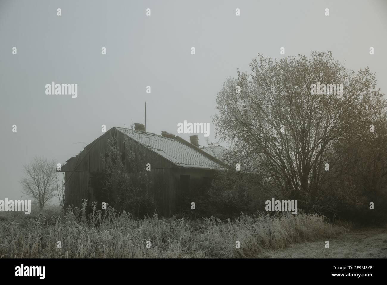Vecchia casa abbandonata in rovina accanto all'albero durante il congelamento mattina foggy Foto Stock