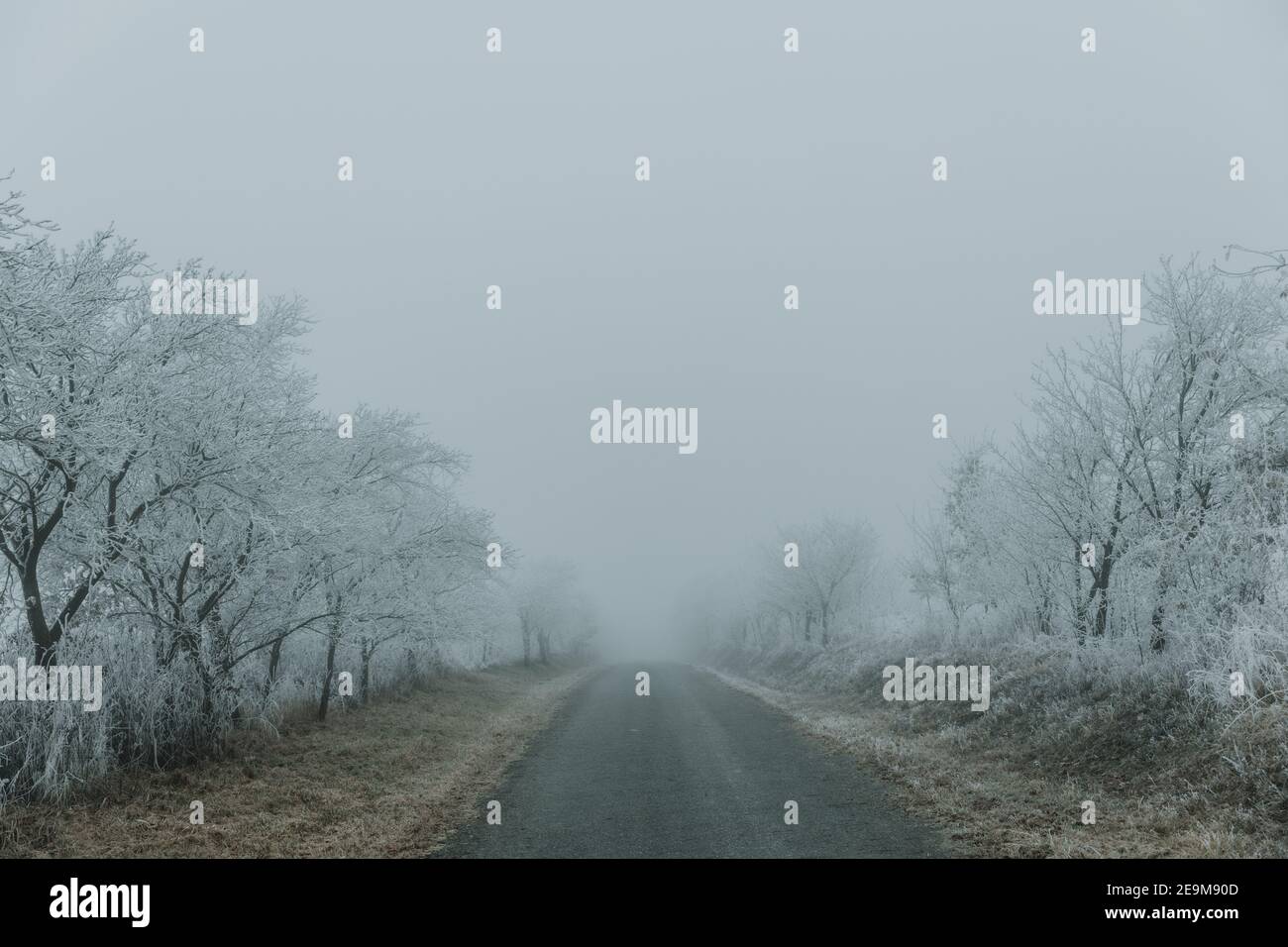 Strada vuota rettilinea tra i cespugli ricoperti di brina durante la nebbia mattina d'autunno Foto Stock