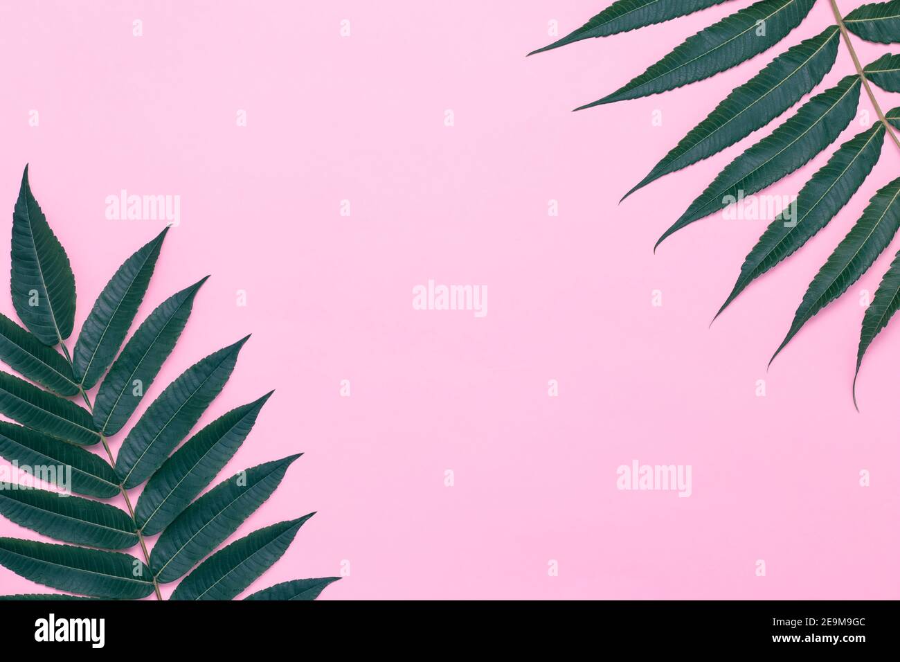 Sfondo rosa con rami di palma, foglie verdi. Cornice estiva, ramo d'albero, design minimal, mockup. Scheda di invito, luogo per il testo, spazio per la copia. Crea Foto Stock