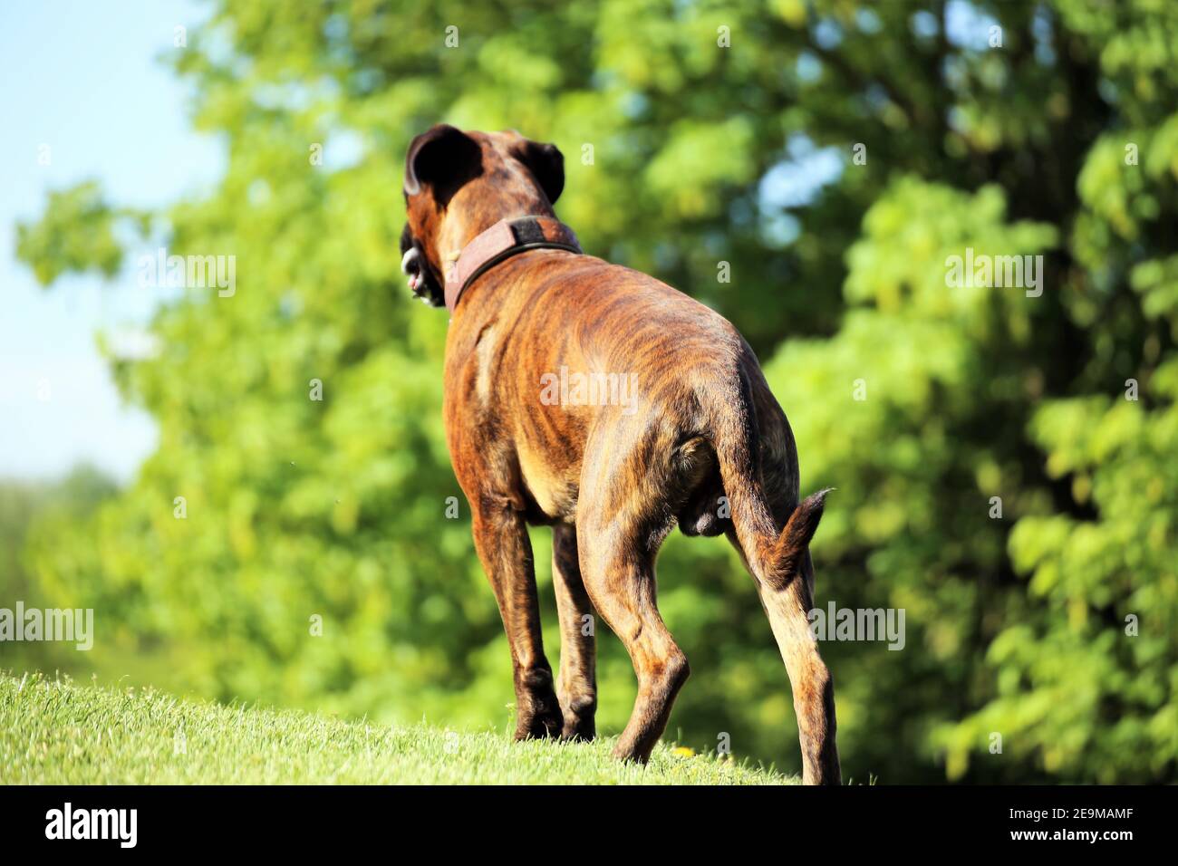 Tedesco Boxer cane Foto Stock