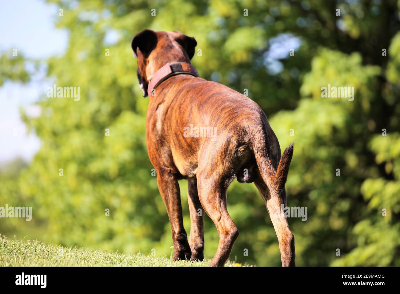 Tedesco Boxer cane Foto Stock