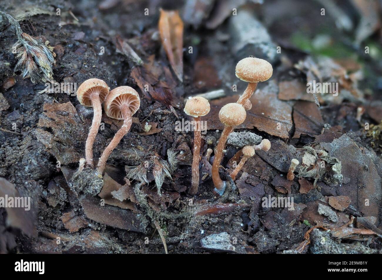 Il twiglet feltrato (Tubaria conspersa) è un fungo non commestibile , una foto intestibile Foto Stock