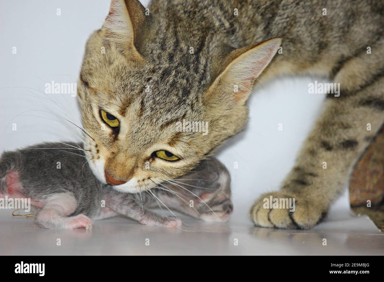 Madre gatto con cucciolo neonato in bocca Foto Stock