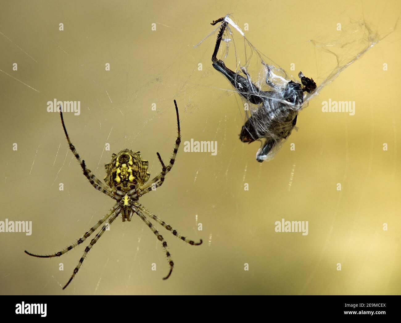 Un ragno prende un gracshopper su una rete Foto Stock