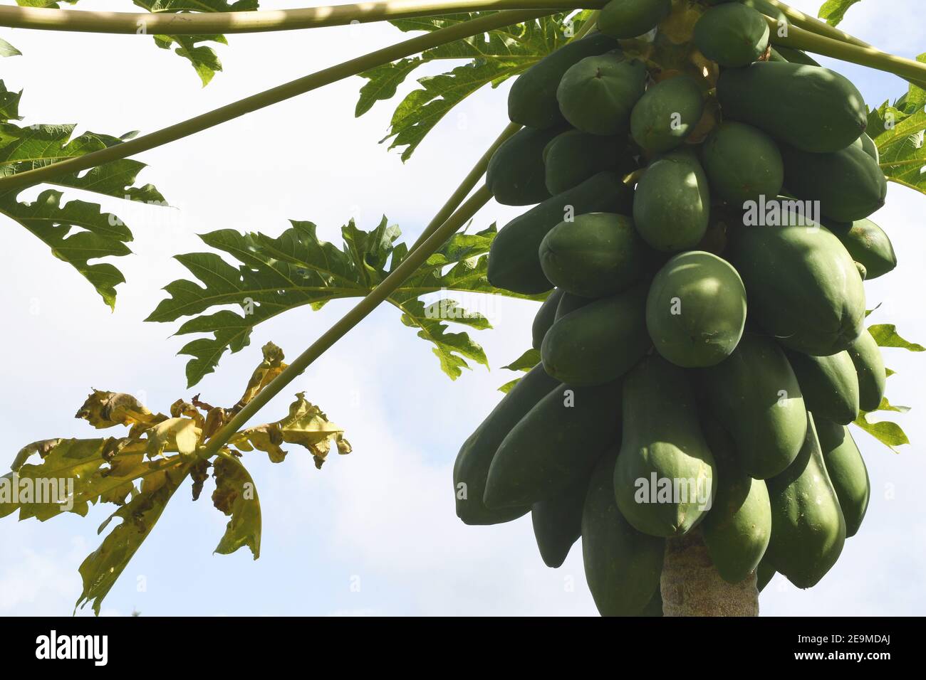 La papaia verde sulla struttura ad albero Foto Stock