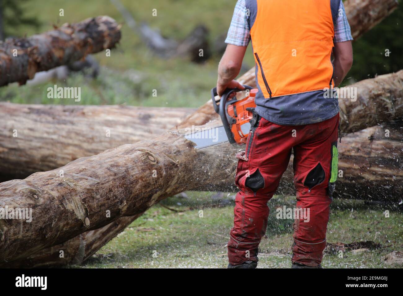 Lavoratore forestale taglio legno, Germania Foto Stock