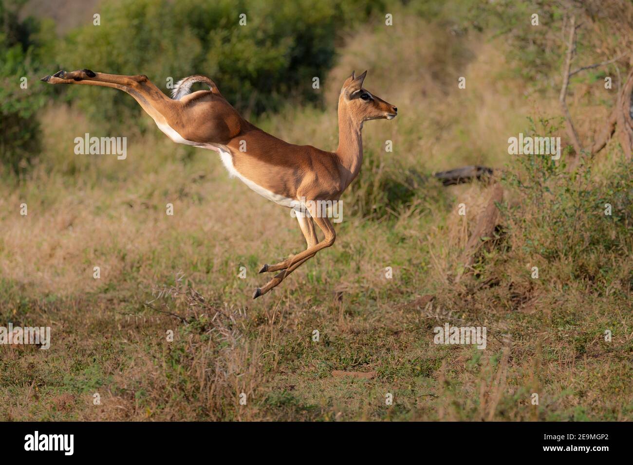 Impala (Aepyceros melampus), leaping, Hluhluwe iMfolozi game Reserve, Sudafrica Foto Stock