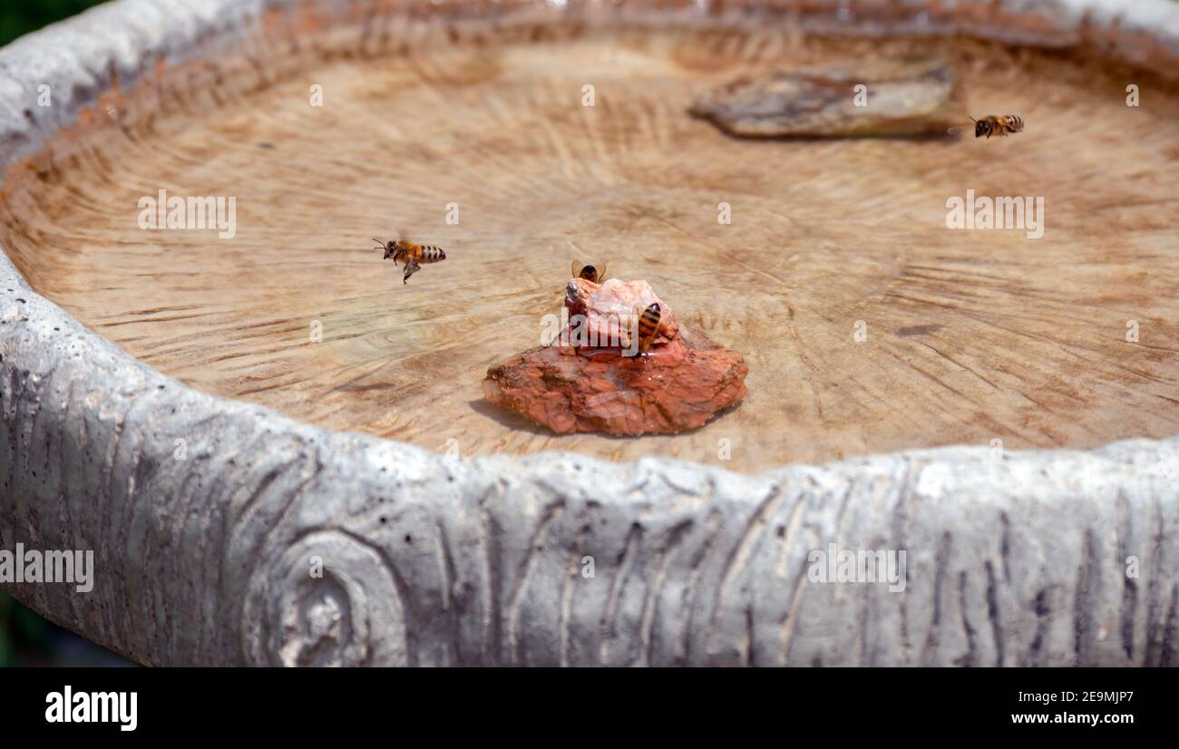Mentre un'ape del miele vola via un'altra vola dentro e altre si levano in piedi su una roccia per ottenere una bevanda dell'acqua dal bagno dell'uccello in un cortile del Missouri. Bokeh e Foto Stock