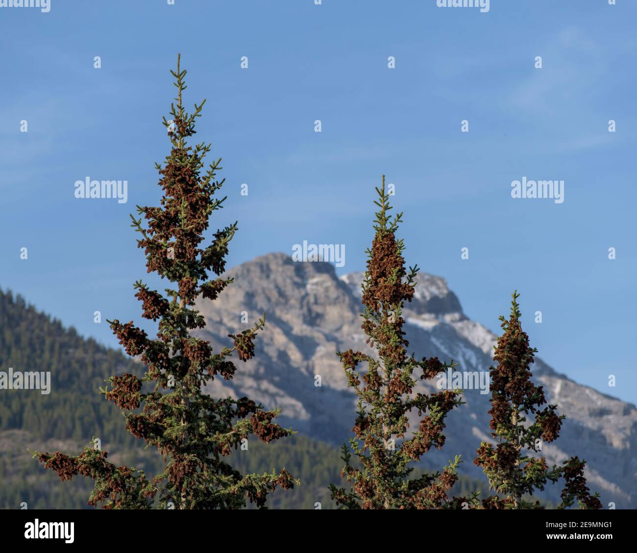 Tre alberi carenati di cono di pino sullo sfondo di Una montagna nelle Montagne Rocciose canadesi Foto Stock
