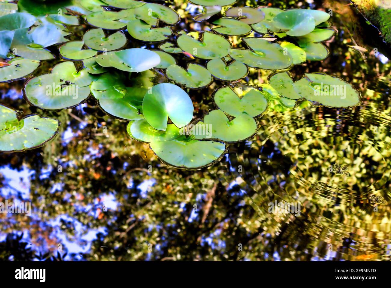 Foglie di giglio d'acqua e insetti skimmer d'acqua su uno stagno che riflette i colori autunnali in un giardino popolare vicino a Grand Lake in Grove Oklahoma. Foto Stock