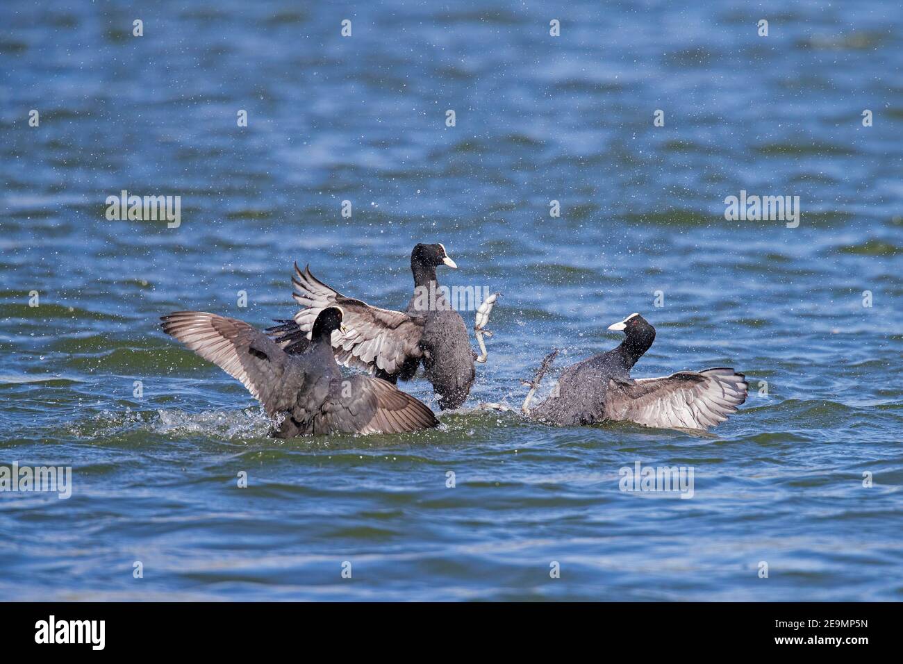 Coot eurasiatico aggressivo territoriale / cuochi comuni (Fulica atra) lotta maschile con l'intruso colpendo l'avversario con le gambe in stagno in primavera Foto Stock