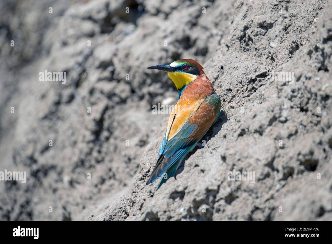 Ape-eater europeo (Apiaster Merops) all'ingresso del nido fatto in ripida banca di sabbia su riva del fiume in primavera Foto Stock